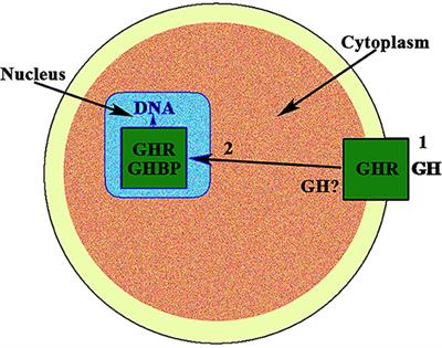 The Role of Growth Hormone on Ovarian Functioning and Ovarian Angiogenesis